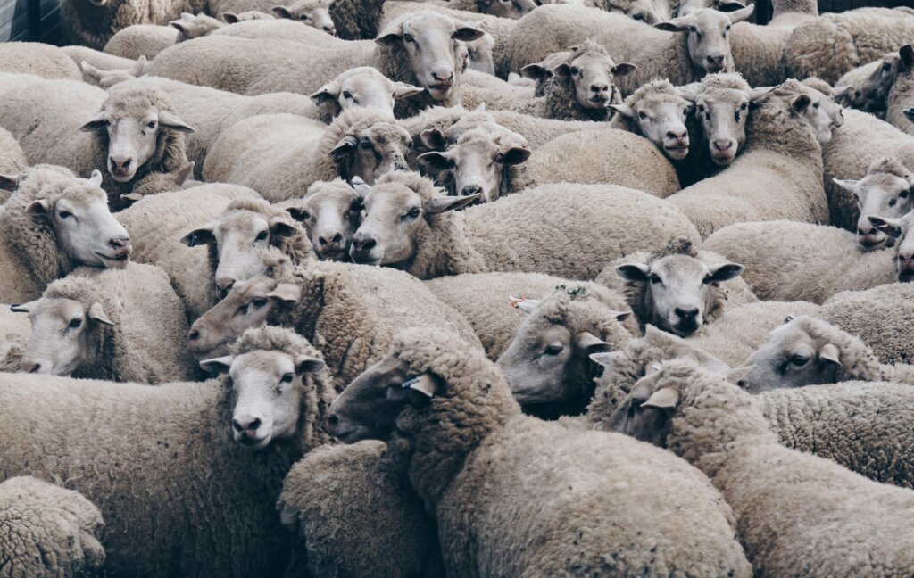 herd-behaviors