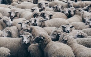 herd-behaviors